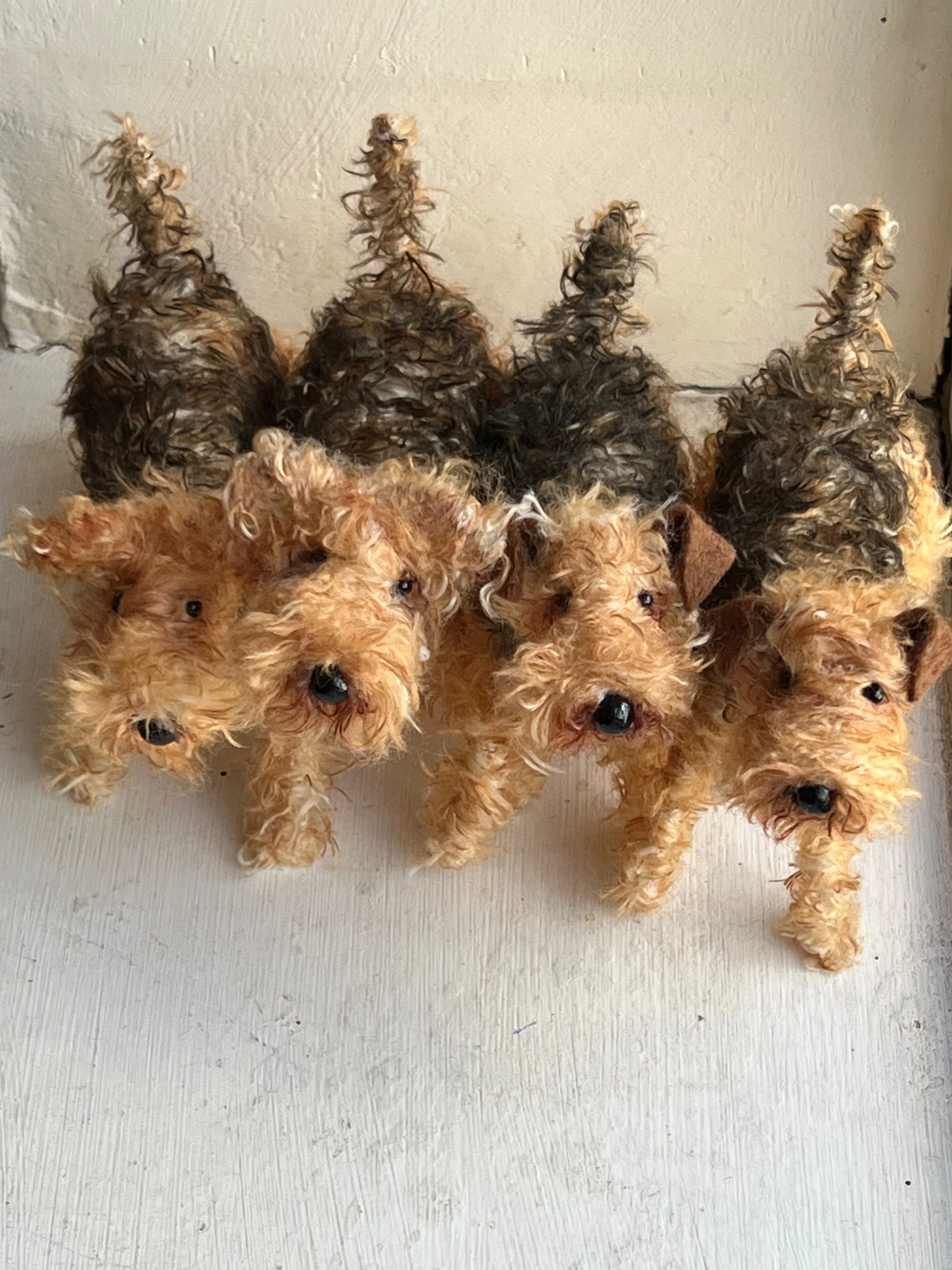 Airedale - Image 2