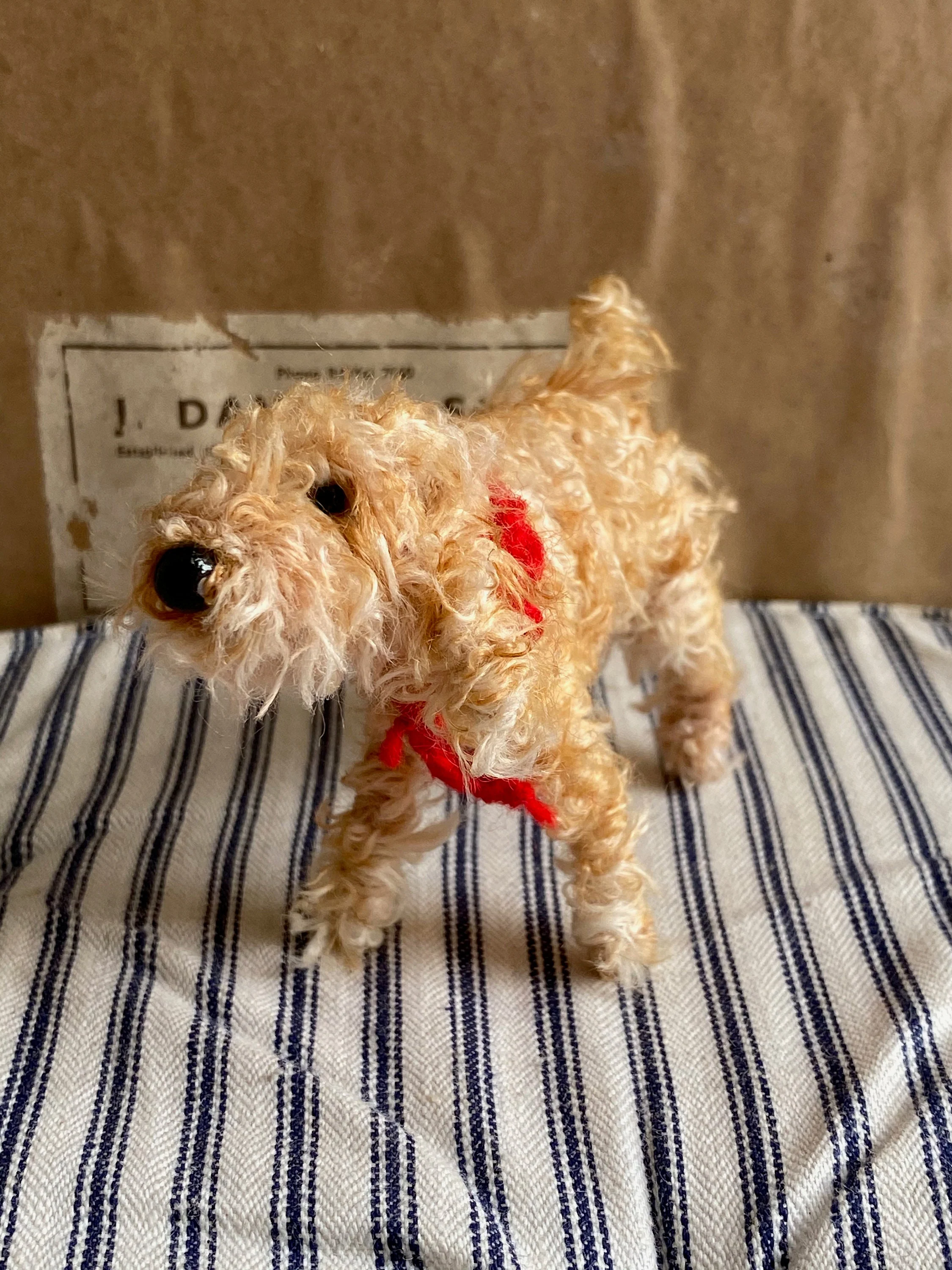 Apricot cockapoo, Apricot Cavachon, Apricot Labradoodle - Image 4