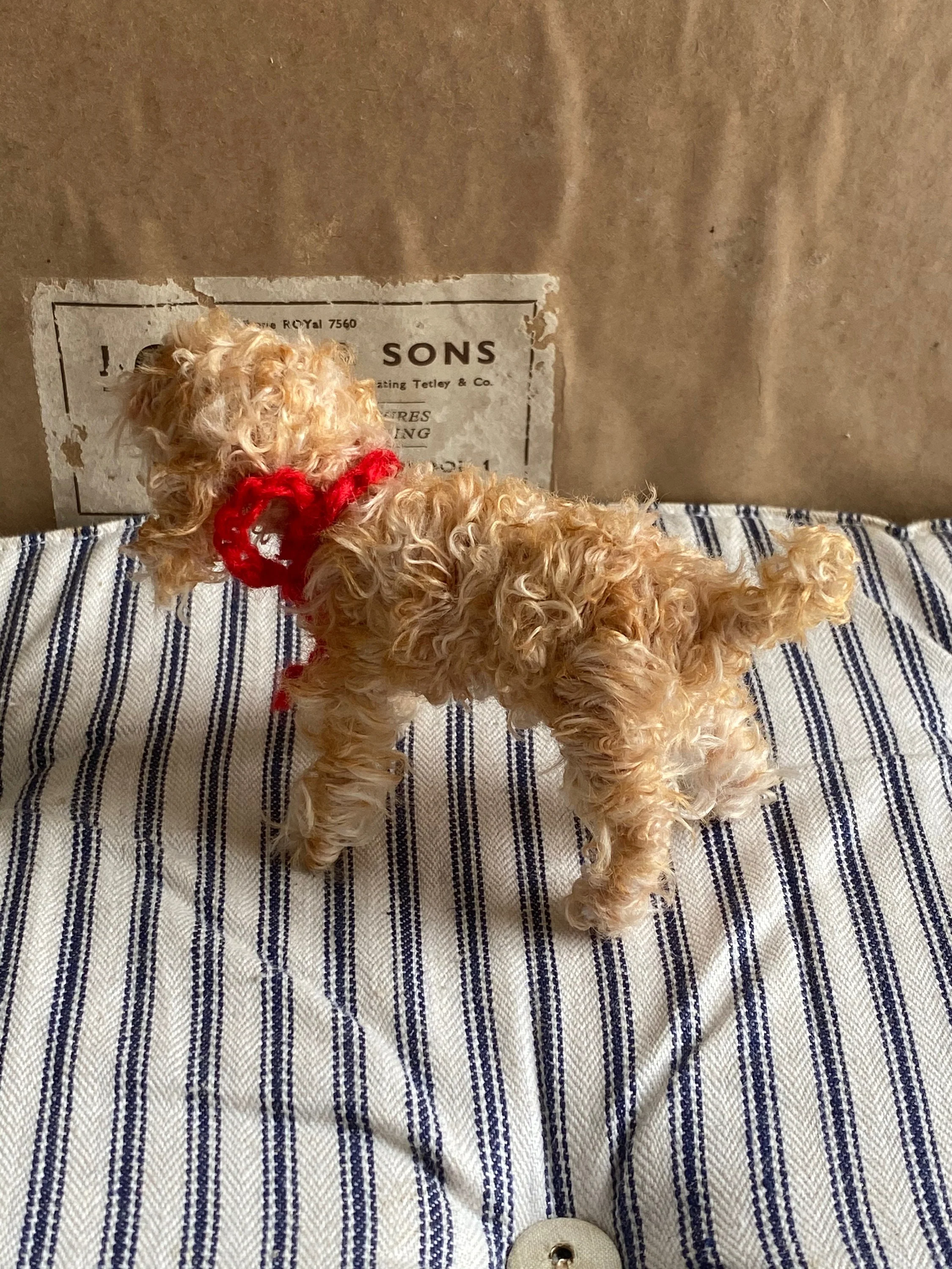 Apricot cockapoo, Apricot Cavachon, Apricot Labradoodle - Image 6