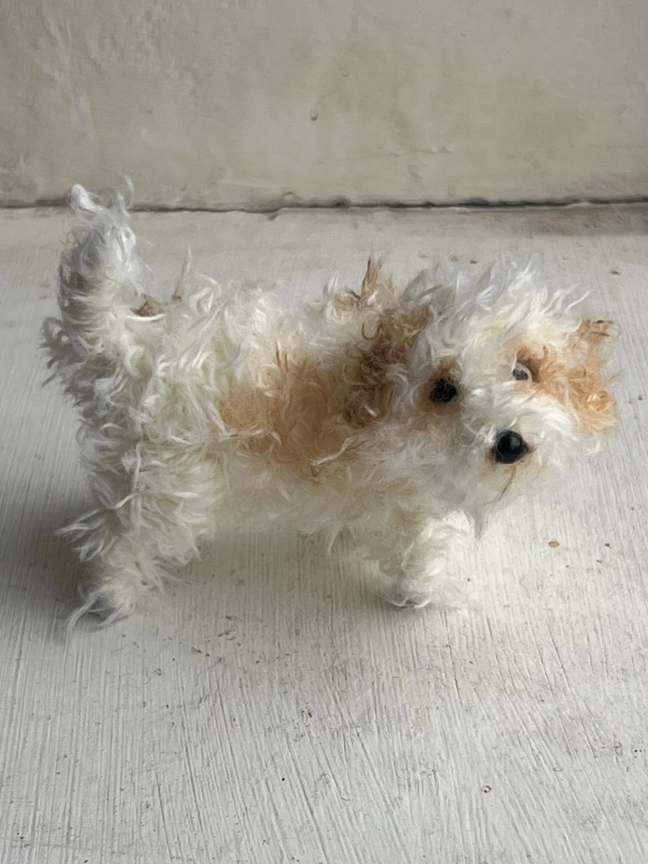 Cavachon decoration/miniature/ornament - Image 4