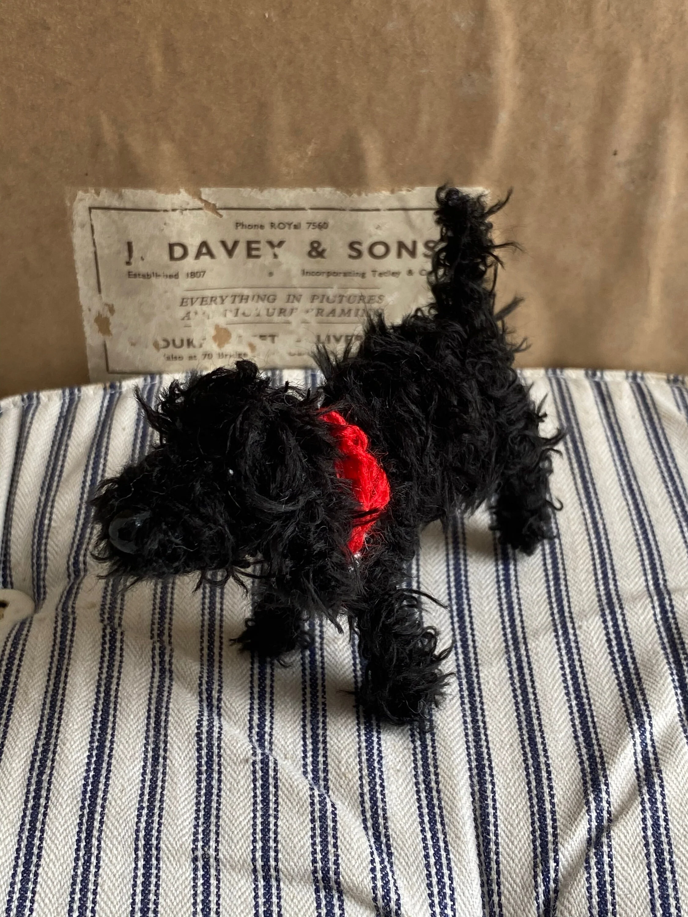 Solid black cockapoo, black labradoodle, black cavapoo. - Image 4