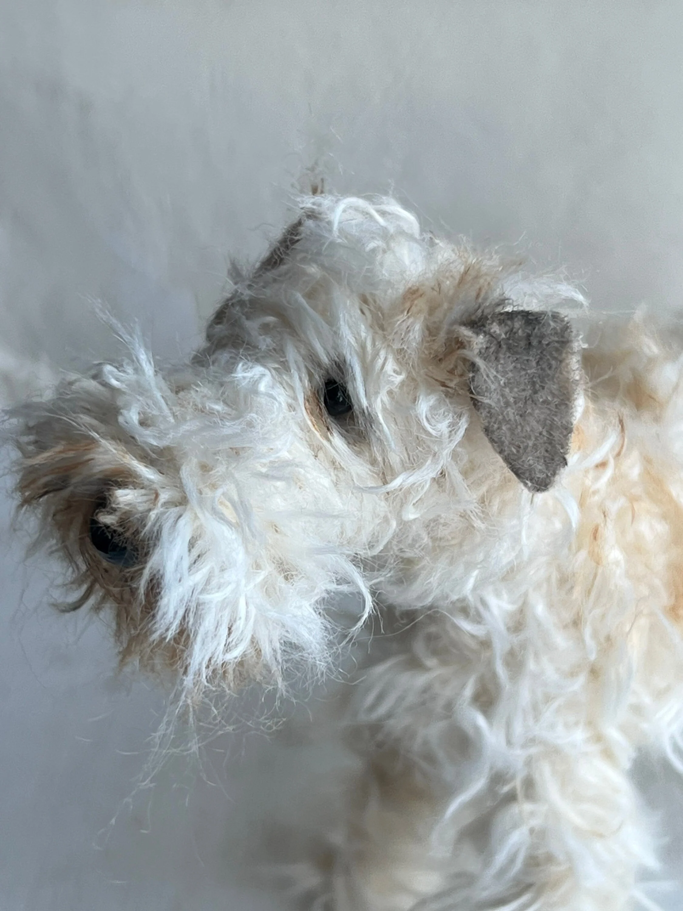 Wheaten Terrier miniature - Image 10
