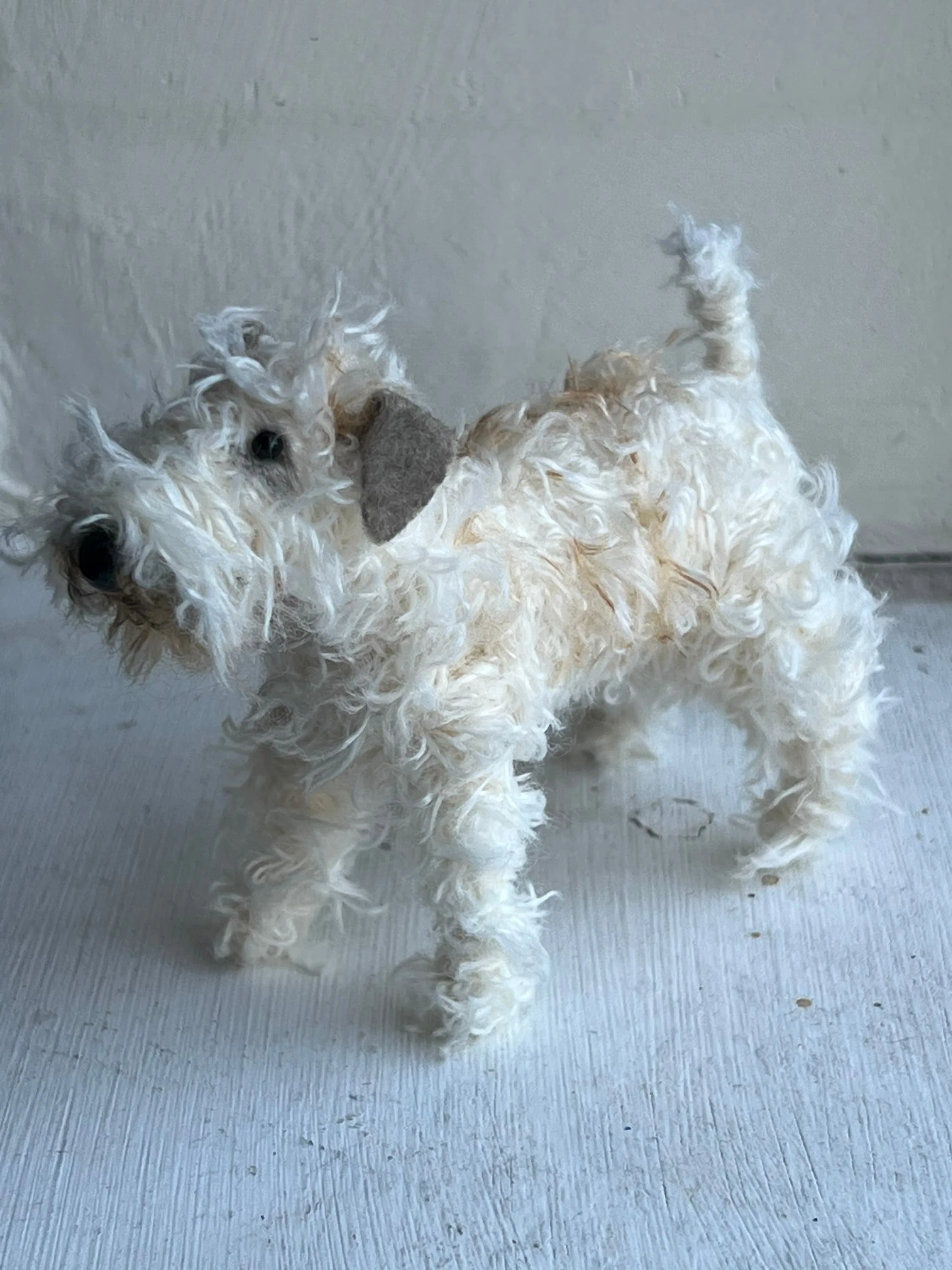 Wheaten Terrier miniature - Image 3