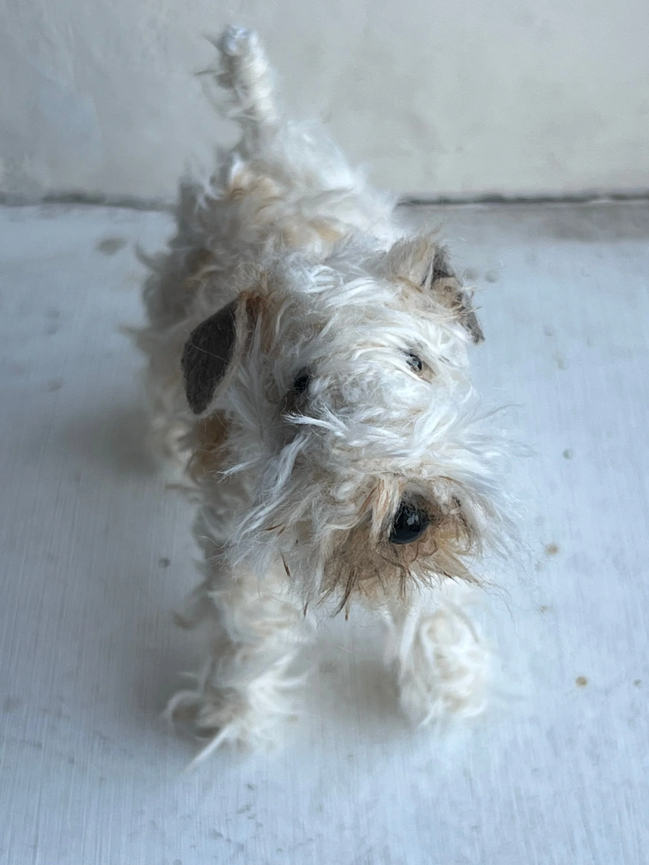 Wheaten Terrier miniature - Image 4
