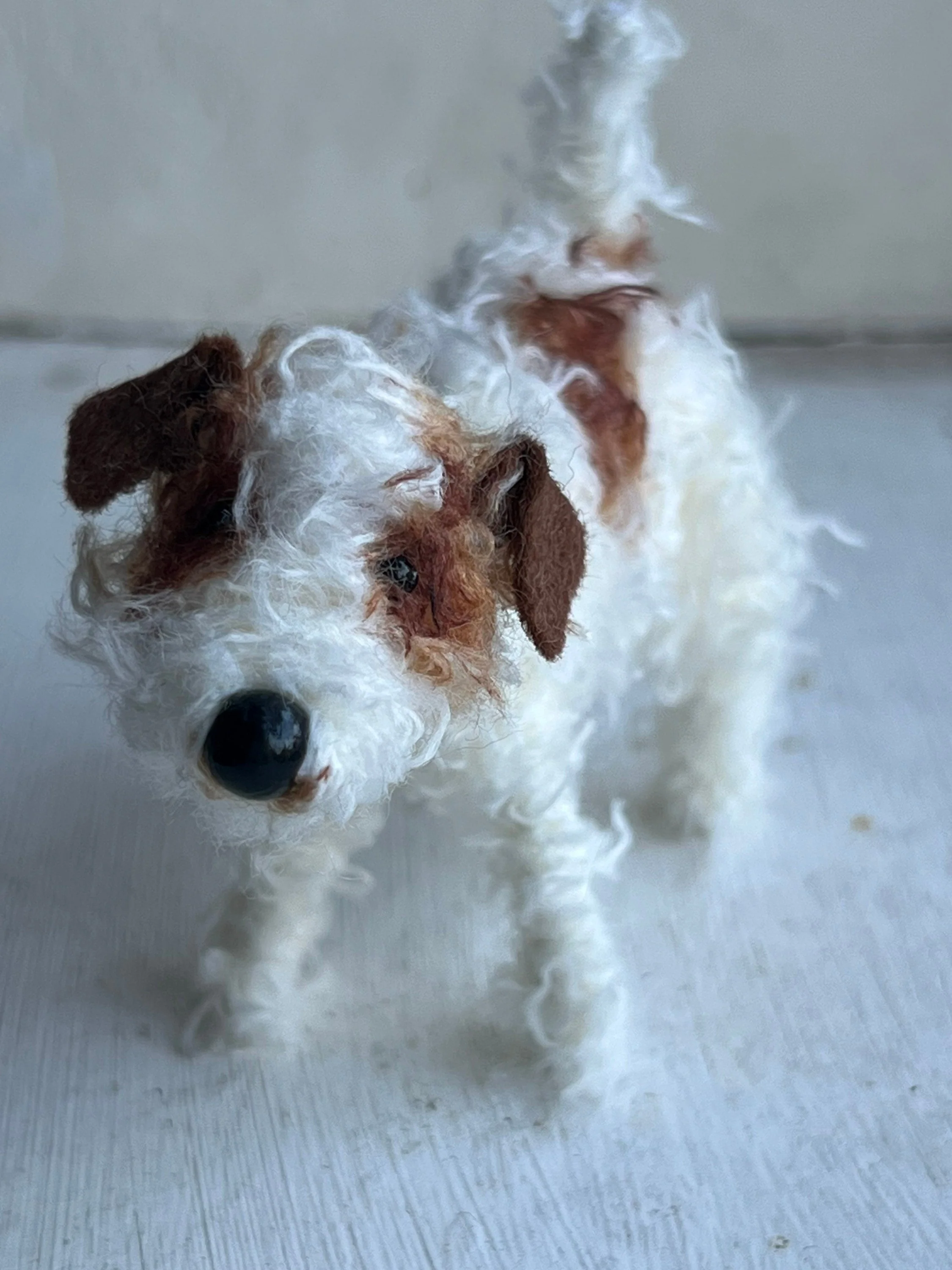Wire-haired Jack Russell - Image 10