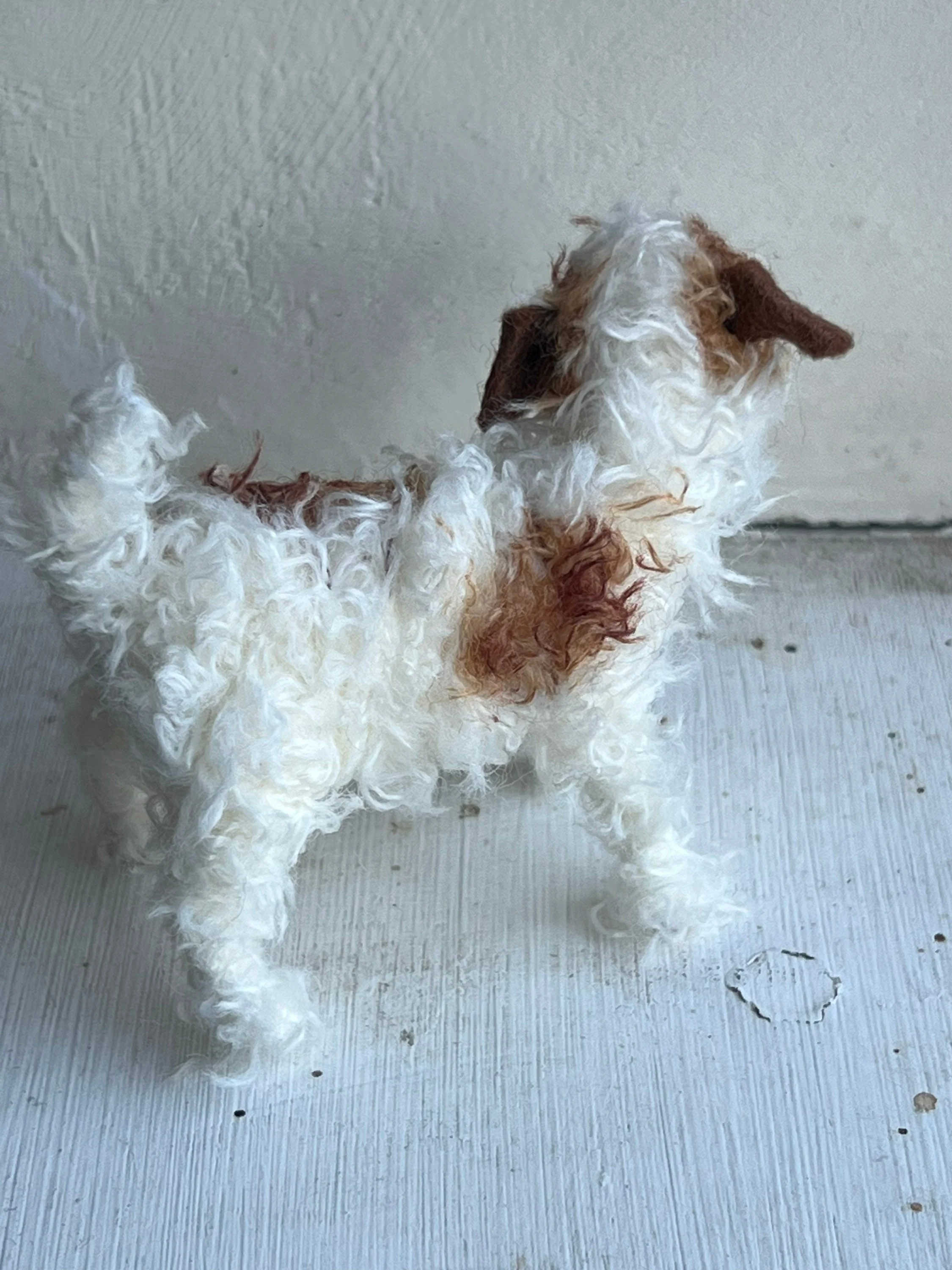 Wire-haired Jack Russell - Image 4